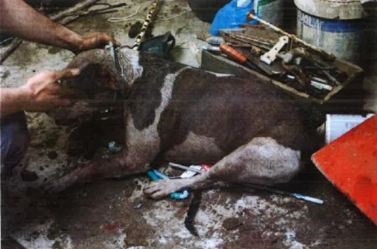 A Policía Local de Ferrol denuncia ao dono de catro pitbull polo estado de abandono ao que os tiña sometidos. POLICÍA LOCAL DE FERROL / Europa Press