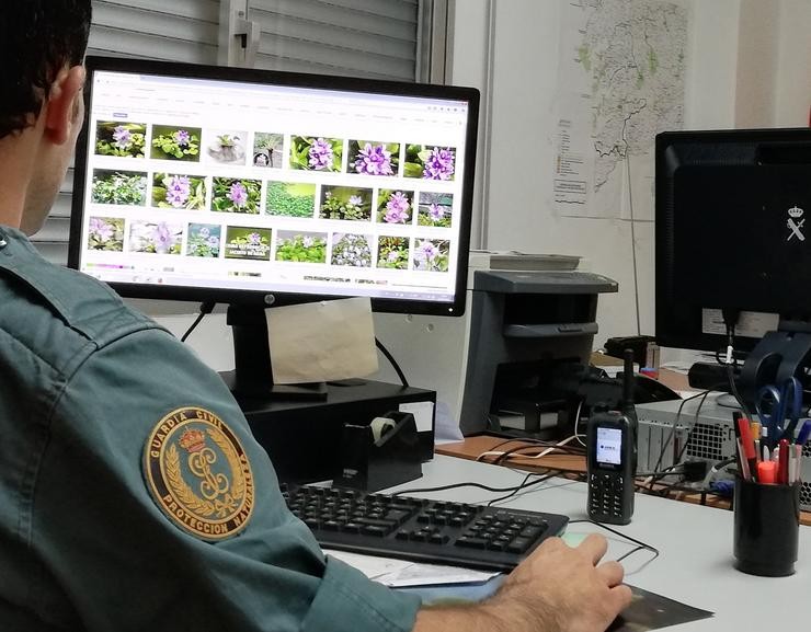 Intervidos en Gondomar (Pontevedra) uns 200 exemplares de plantas exóticas, á venda en Internet. GARDA CIVIL / Europa Press