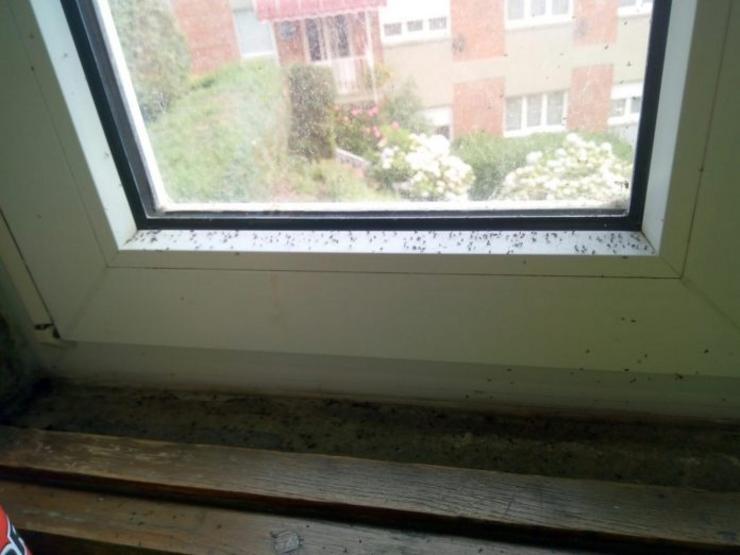 Imaxe da acumulación de mosquitos nunha fiestra. AXM