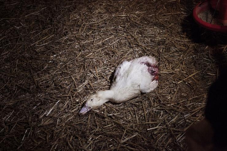 Patos maltratados. IGUALDADE ANIMAL - Arquivo / Europa Press