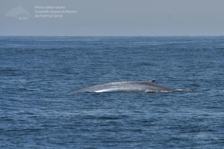 Balea azul en augas de Galicia 