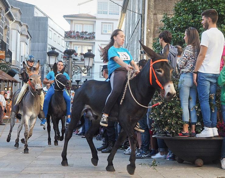 Carreira de asnos de Padrón 