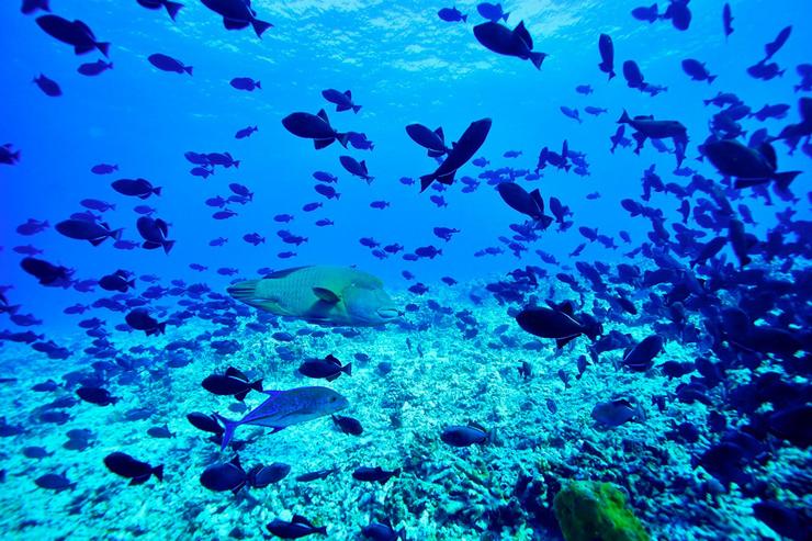 Mar de peixes na Polinesia francesa / Maite Rojo
