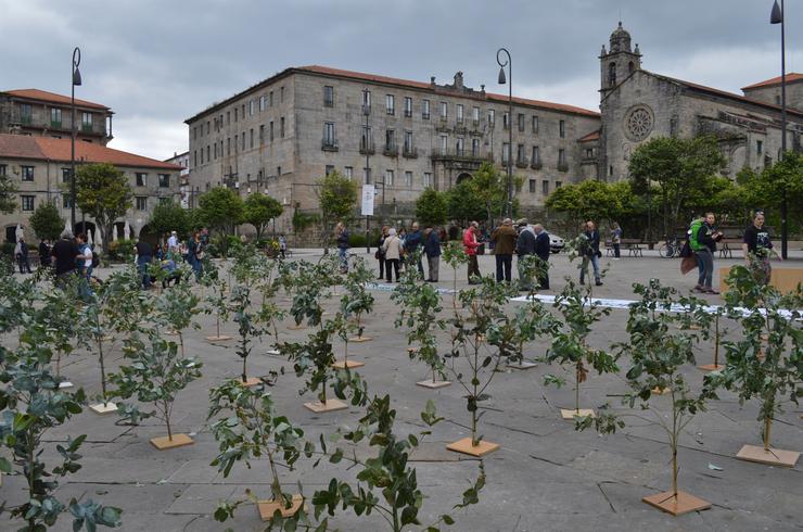 Plantación simbólica de eucaliptos en Pontevedra. EUROPA PRESS - Arquivo / Europa Press