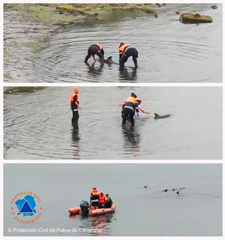 Secuencia do rescate dun golfiño na Pobra do Caramiñal / Protección Civil.