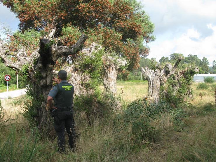 Investigados dous veciños de Meis (Pontevedra) pola subtracción de 7 oliveiras centenarias en Vilagarcía.. GARDA CIVIL 