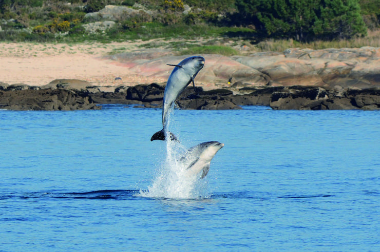 Arroaces en augas de Galicia 