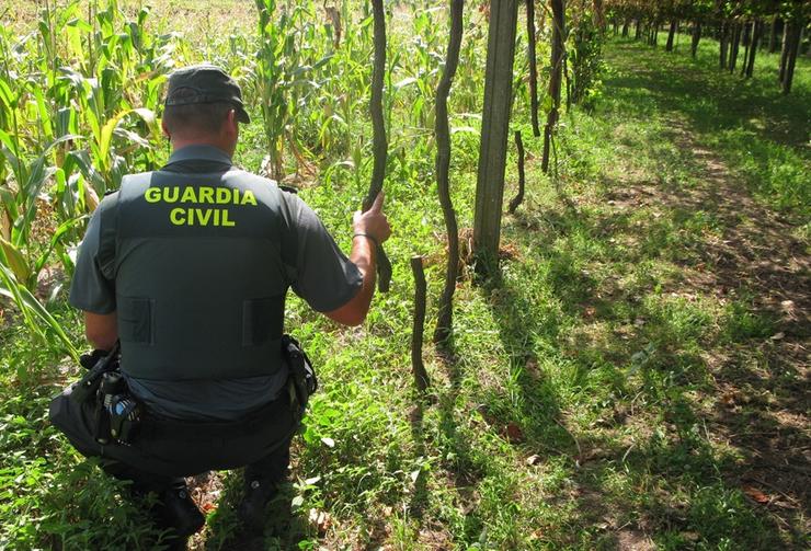 Detido un veciño de Cambados (Pontevedra) por danos en 300 cepas de albariño debidos a unha suposta rifa persoal.. GARDA CIVIL 