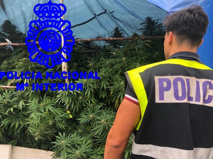 Plantación de marihuana intervida.. POLICÍA NACIONAL