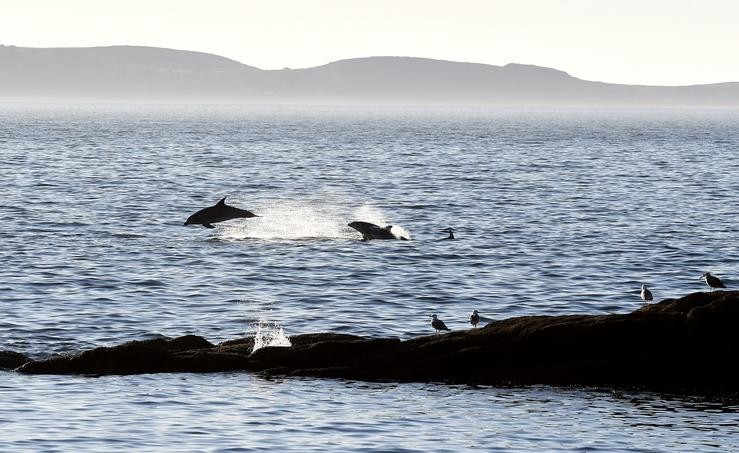 Golfiños avistados desde a praia de Lagos, en Bueu / © Miguel Núñez.