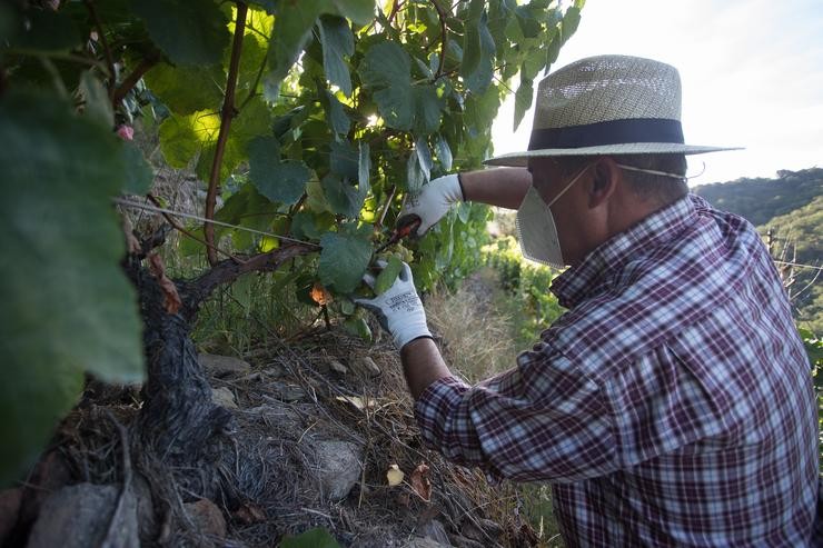 Un vendimiador corta acios de uvas no viñedo. Carlos Castro - Europa Press - Arquivo / Europa Press