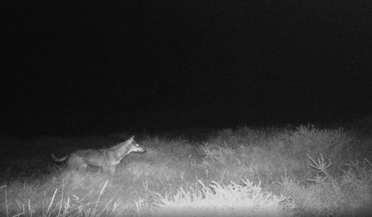 Un animal salvaxe captado polas cámaras dun estudo elaborado por Endesa sobre mamíferos en parques eólicos. CAPTURA (VÍDEO ESTUDO ENDESA) 