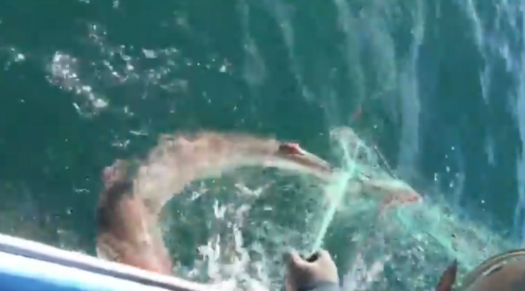 Tiburón atrapado nunhas redes de pesca no Porto do Son