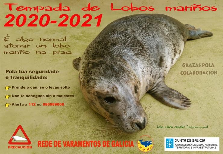 Cartel de difusión sobre a tempada lobos mariños.