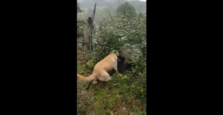 Captura dun vídeo denunciado por asociacións animalistas no que un can ataca a un porco.. LIBERA E FAMILIAS POLO RESPECTO ANIMAL 