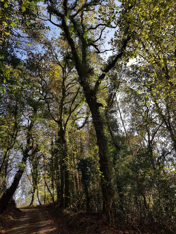 Carballeira na debesa de Chacín, en Mazaricos 