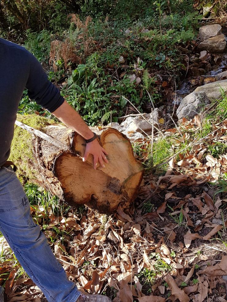 Carballo centenario cortado na debesa de Chacín, en Mazaricos 