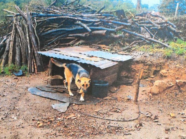 Un dos cans de Taboada cuxa situación preocupaba aos animalistas | Libera