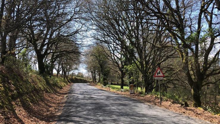 Unha estrada rodeada de árbores autóctonas / Apatrigal