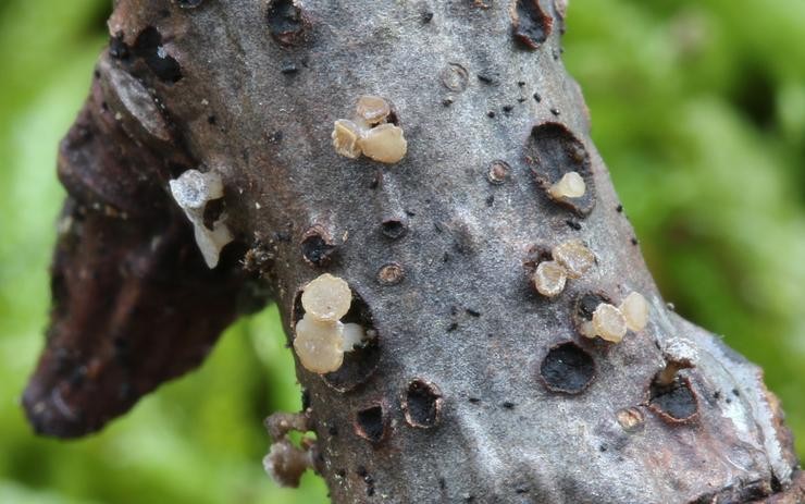 Calycina cortegadensis, nova especie de fungo atopada en Cortegada 