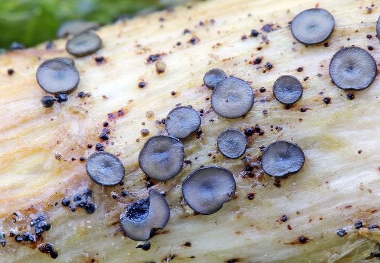 Mollisia cortegadensis, nova especie de fungo atopada en Cortegaa 