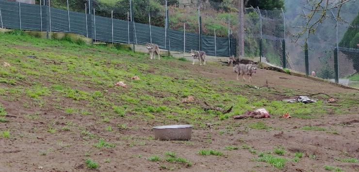 Lobo ibérico con tres cachorros híbridos intervidas polo Seprona nunha leira en Quintela de Leirado (Ourense).. GARDA CIVIL DE OURENSE 