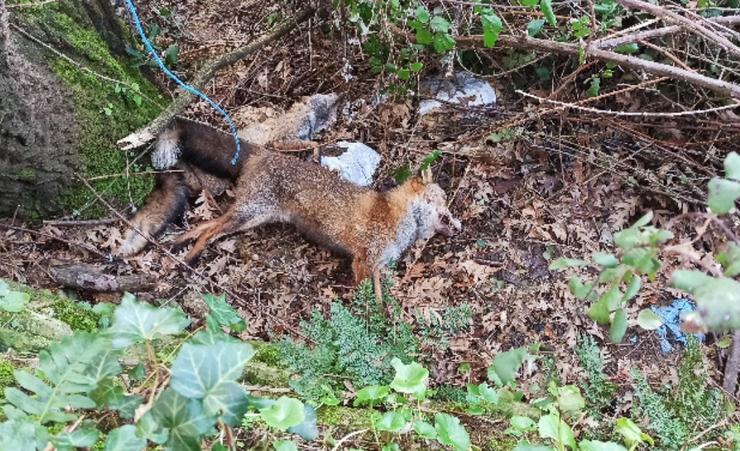 Raposos mortos na zona onde se han localzado lazos para a caza furtiva nun monte de Quintela de Leirado (Ourense).. GARDA CIVIL 