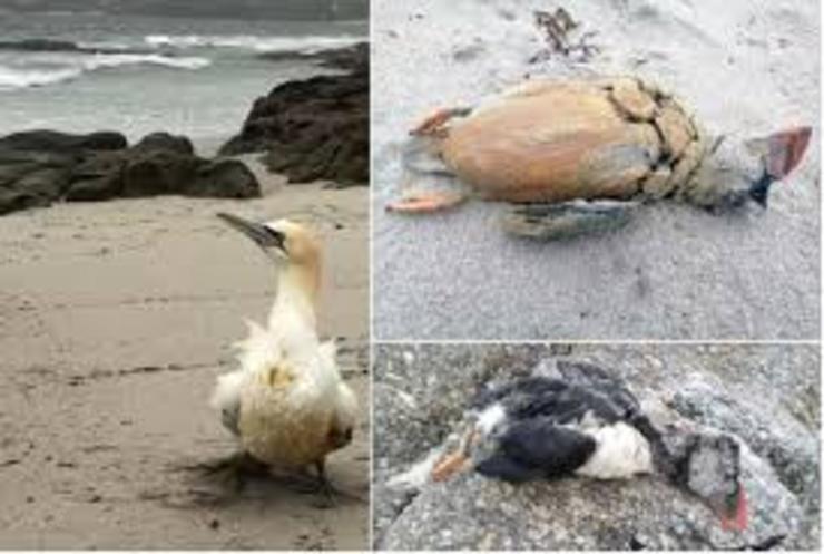 Aves petroleadas, mortas por un verquido de fuel ou petróleo ao mar, coñecido como sentinazo 