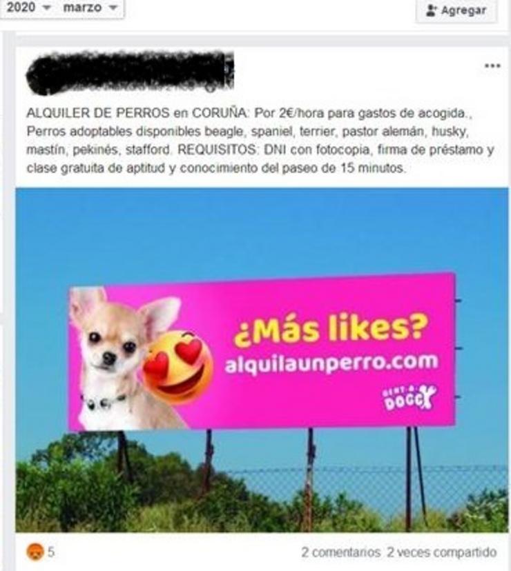 Indentificado un individuo na Coruña que alugaba aos seus cans por redes sociais pasa sacalos a pasear durante o estado de alarma.. GARDA CIVIL A Coruña 