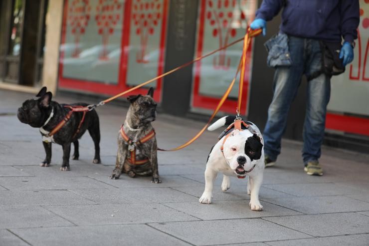 Unha persoa pasea a tres cans 