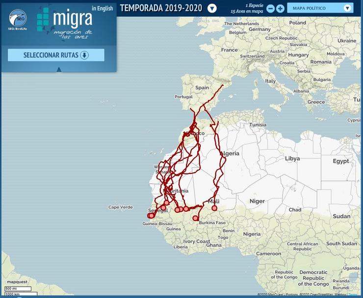 A migración dos aguiluchos cenizos a España descrita polos geolocalizadores do Programa Migra de SÉ/BirdLife en colaboración con Fundación Iberdrola.. SÉ/BIRDLIFE / Europa Press