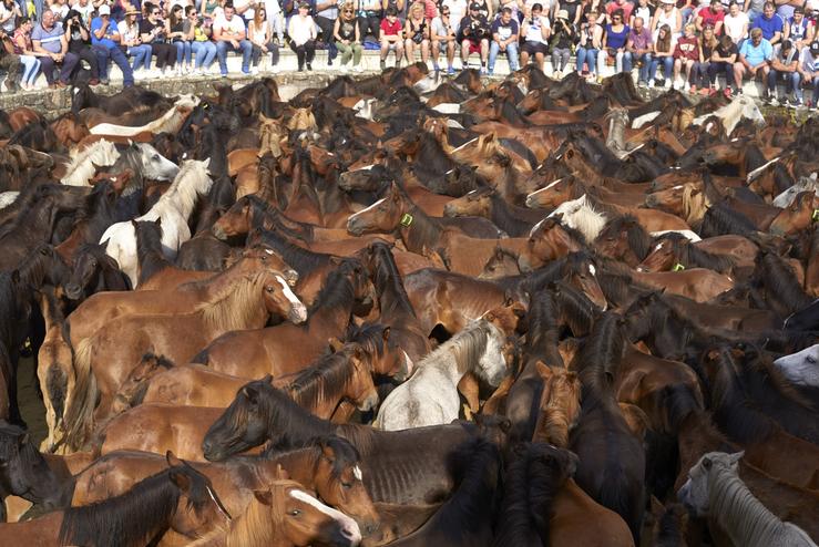 July 9, 2019 - Sabucedo, Galicia, Spain: 'Aloitadores' immobilize wild horses with their hands and bodies to cut their manes and deworm them. Since 1567, the first weekend of July is marked by Rapa dás Bestas every year. The tradition begins at the townÕs. Tomas Cale - Arquivo 
