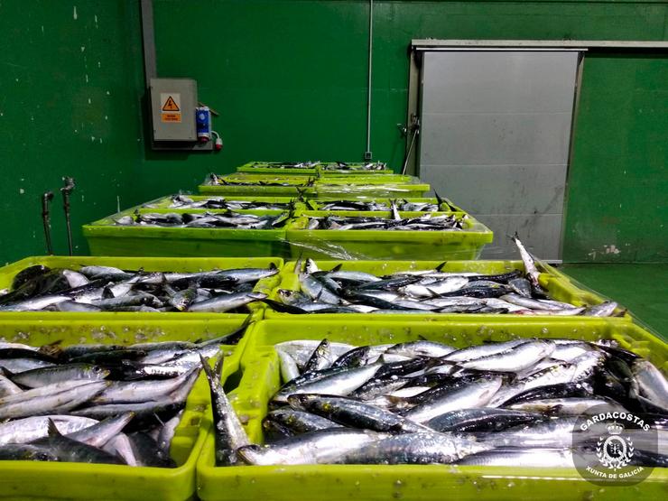 Sardiñas incautadas en Porto do Son / Xunta de Galicia.