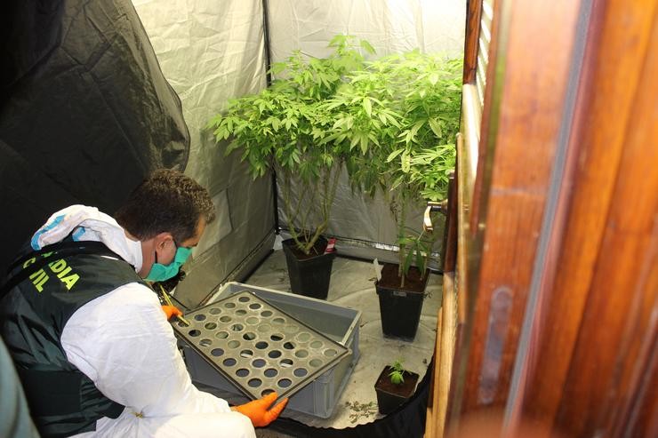 A Garda Civil atopou 27 plantas de marihuana no interior dunha vivenda en Becerreá | ALX