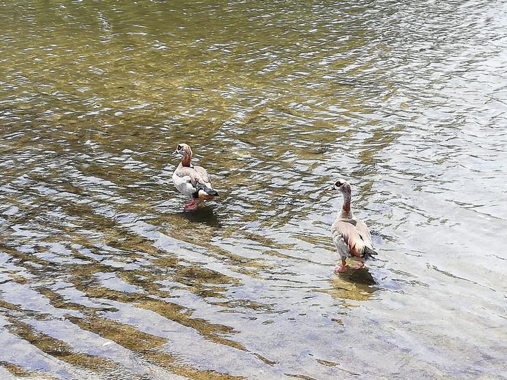 Gansos do Nilo, unhas especie invasora que se atopa nos espazos naturais galegos 