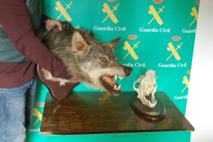 Investigadas tres persoas por irregularidades na homologación dun trofeo de caza dun exemplar de lobo na Gudiña (Ourense).. GARDA CIVIL 