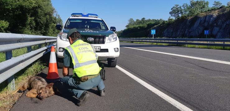 Animal atropelado nunha estrada da provincia de Ourense / GARDA CIVIL