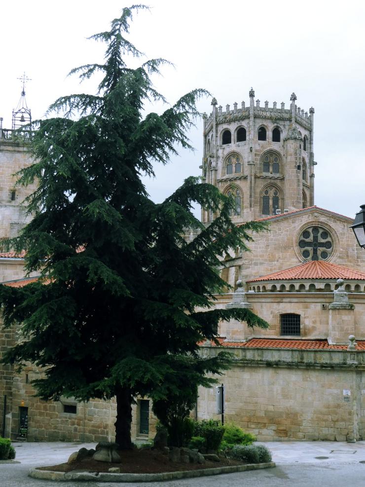 Cedro ante a Catedral de Ourense