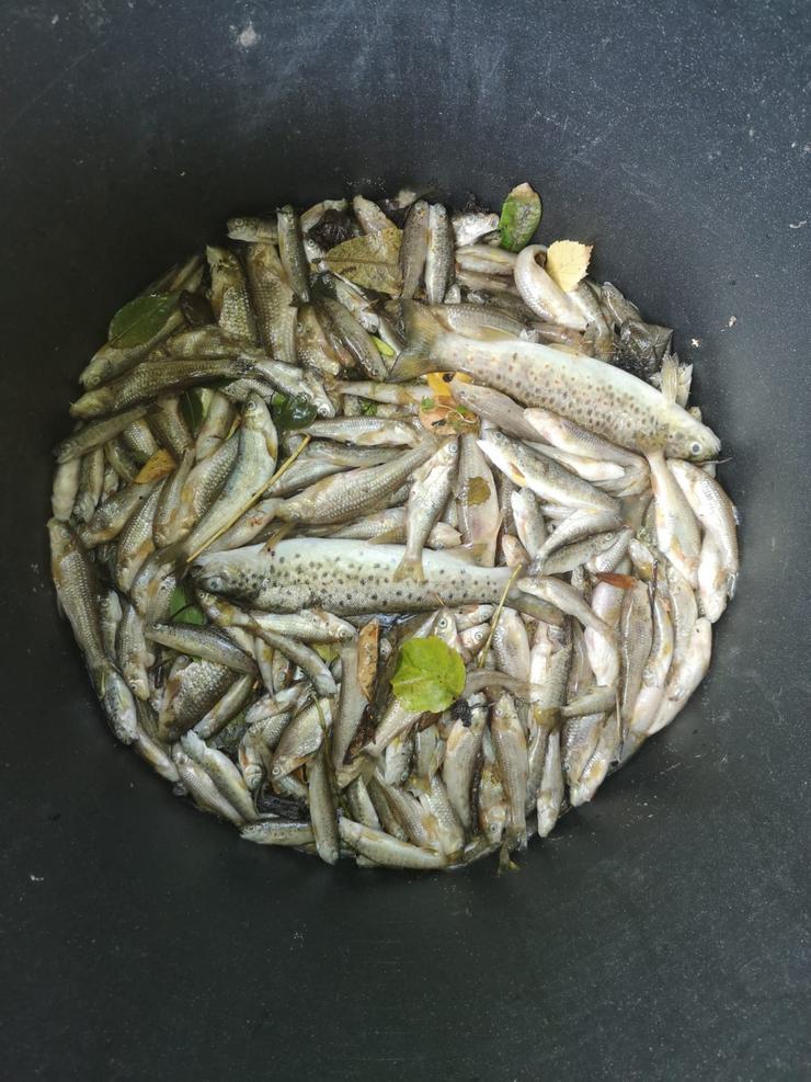 Peixes mortos no río Muíños / Ríos Limpos
