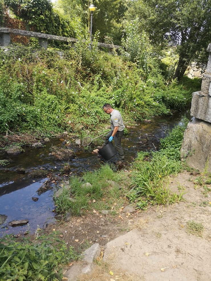 Recollen peixes mortos tras un vertido contaminante no río Muíños, afluente do Barbaña 
