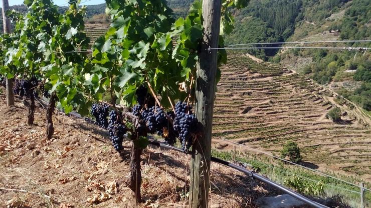 Vendima na Ribeira Sacra. CEDIDA - Arquivo 