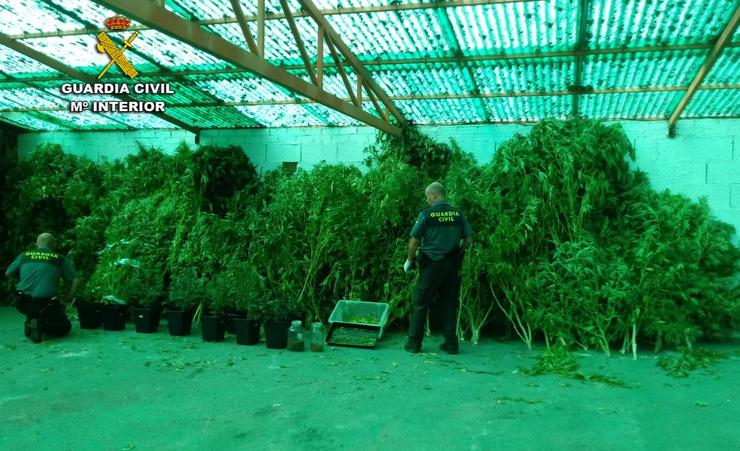 Plantas de marihuana incautadas en Arbo (Pontevedra). GARDA CIVIL 