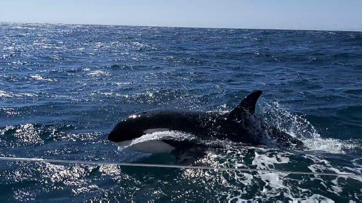 Orca moi preto dun veleiro da Armada en Corrubedo, na ría de Muros Noia 