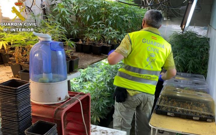 Desmantelada unha plantación 'indoor' de marihuana con case mil plantas en Moraña (Pontevedra).. GARDA CIVIL 