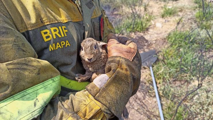 Bombeiro da Brif Laza salvou un coello na extinción do incendio forestal no Xurés 