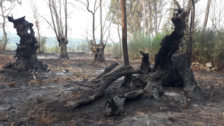 Especies autóctonas, entre elas, carballos e castiñeiros, queimados na vaga de incendios de Ourense 