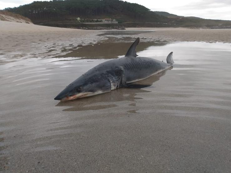 Marraxo atopado na praia de Lires 