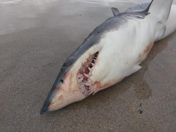 Marraxo morto na praia de Lires 