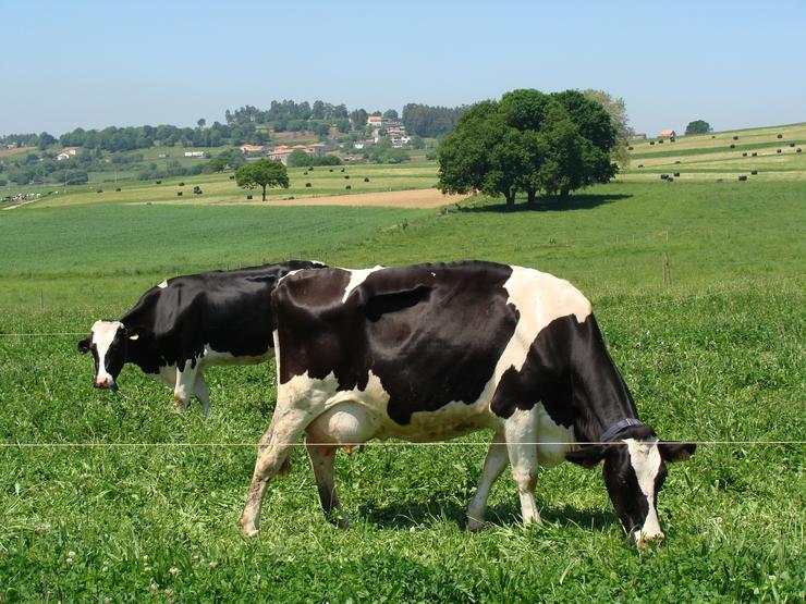Vacas pastando nun campo galego 