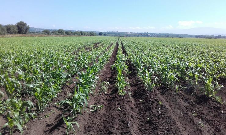 Sementeira ecolóxica na Limia.. XUNTA 